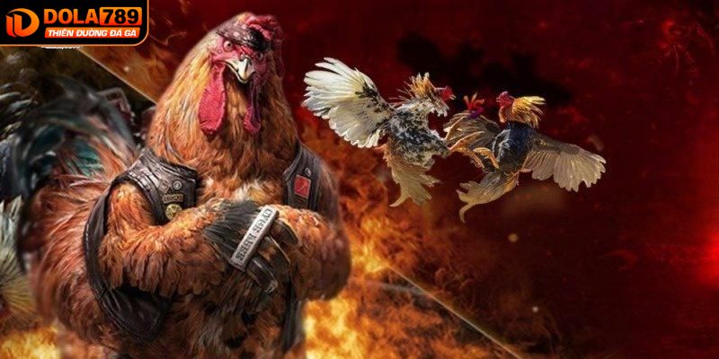 Tìm hiểu chung về đấu trường chọi gà tại DOLA789
