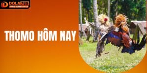 Xem Trực Tiếp Đá Gà Thomo Hôm Nay Với Chất Lượng Full HD