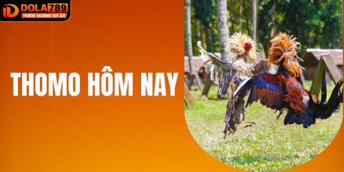 Xem Trực Tiếp Đá Gà Thomo Hôm Nay Với Chất Lượng Full HD