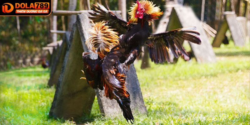 Mãn nhãn với nhiều trận đá gà thomo hôm nay