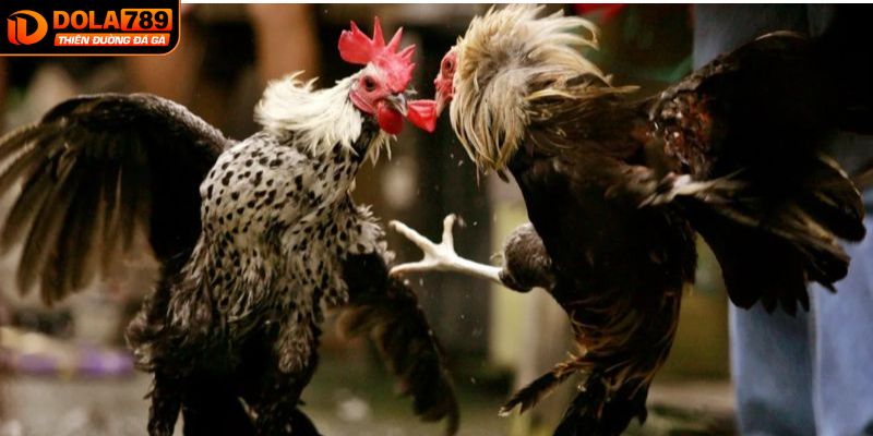 Nắm vững luật chơi đá gà để có thể giành chiến thắng