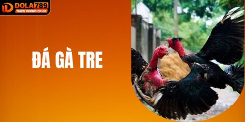 Đá Gà Tre - Giải Đấu Kịch Tính Bật Nhất Việt Nam 2025