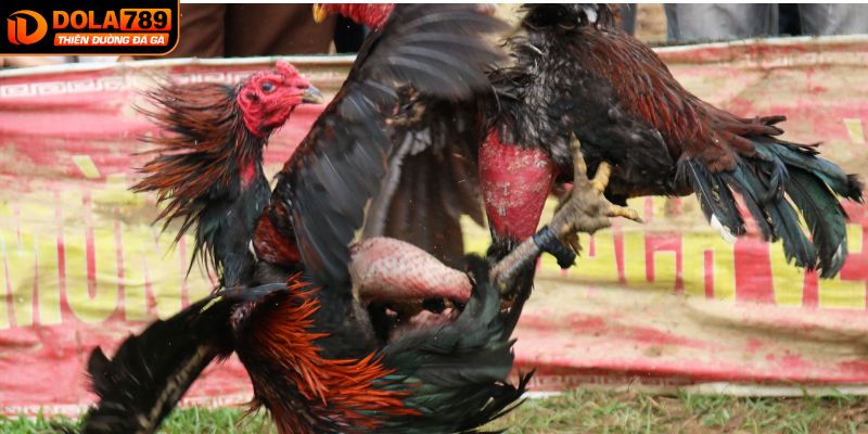 Đá gà tre là một nét văn hóa lâu đời của người Việt