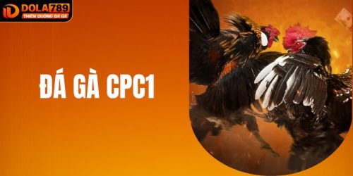Đá Gà CPC1 Là Gì? Cách Xem Trực Tiếp Tại DOLA789