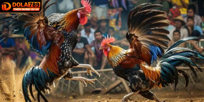 Tìm hiểu chi tiết hơn về trực tiếp đá gà CPC1