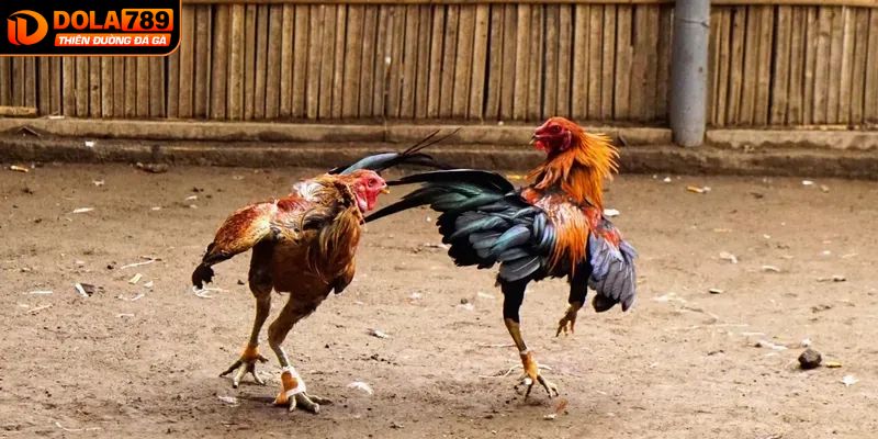 Kinh nghiệm đặt kèo đá gà CPC1 từ cao thủ