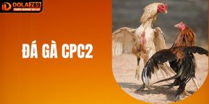 Đá Gà CPC2 Tại DOLA789 - Hình Thức Giải Trí Đẳng Cấp 2025