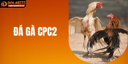 Đá Gà CPC2 Tại DOLA789 - Hình Thức Giải Trí Đẳng Cấp 2025