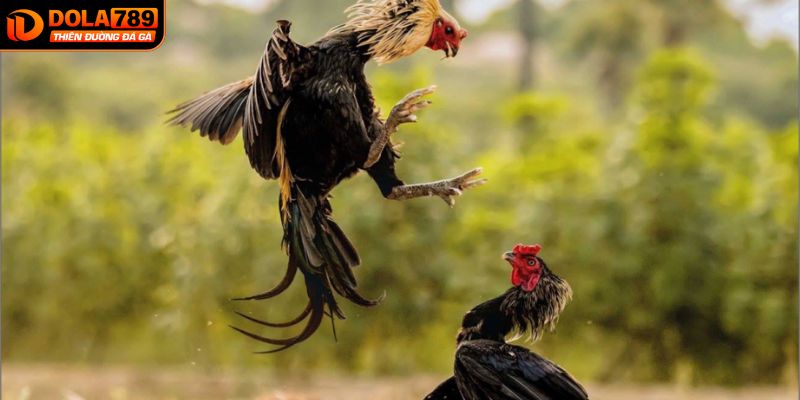 Chi tiết thông tin về hình thức đá gà CPC2