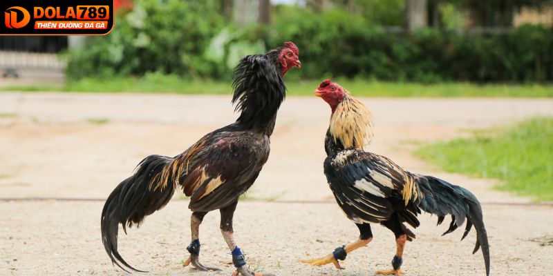 Tổng hợp loại hình đá gà CPC2 tại DOLA789