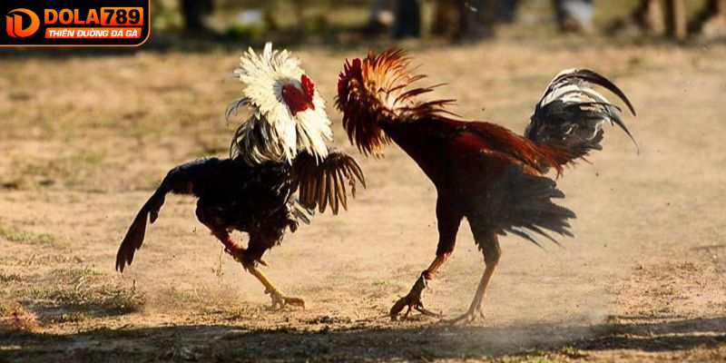 Quy luật để tham gia vào đá gà CPC2