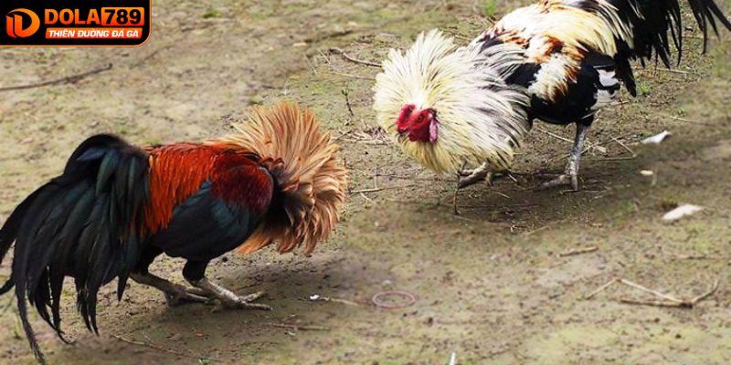 Vì sao nên lựa chọn tham gia đá gà CPC2