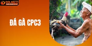 Đá Gà CPC3 Là Gì? Tìm Hiểu Kinh Nghiệm Đặt Cược Hiệu Quả