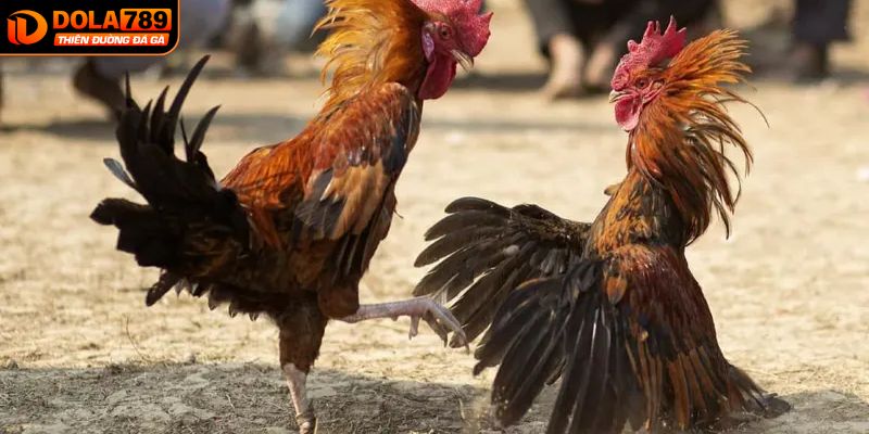 Thông tin về hình thức đá gà CPC3