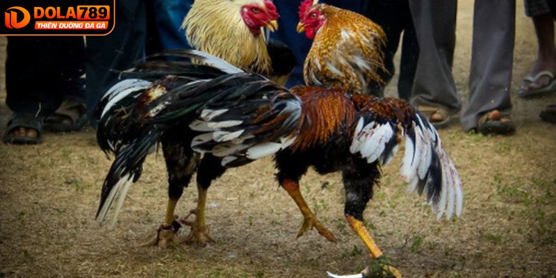 Đá gà CPC3 có luật chơi chặt chẽ và minh bạch