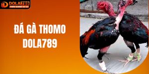 Đá Gà Thomo Tại DOLA789 – Trải Nghiệm Cá Cược Đầy Kịch Tính