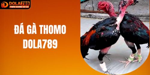 Đá Gà Thomo Tại DOLA789 – Trải Nghiệm Cá Cược Đầy Kịch Tính
