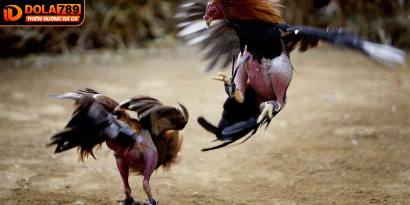 Quy định “gác cựa” – “đè mỏ” và “cản văng” là gì?