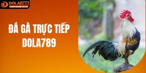 Đá Gà Trực Tiếp DOLA789 – Cược Sao Cho Hay, Xem Sao Cho Sát