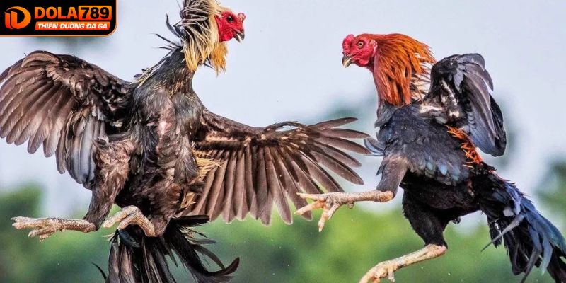 Chia sẻ thực chiến khi tham gia cược đá gà tại DOLA789