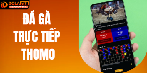Xem Đá Gà Trực Tiếp Thomo Cực Đã Tại Nhà Cái DOLA789