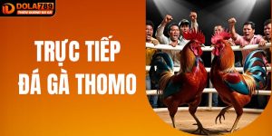 Trực Tiếp Đá Gà Thomo - Trải Nghiệm Giải Trí Cùng DOLA789