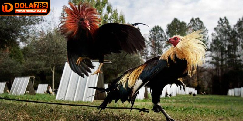 Khái niệm trực tiếp đá gà Thomo và sức hút khó cưỡng