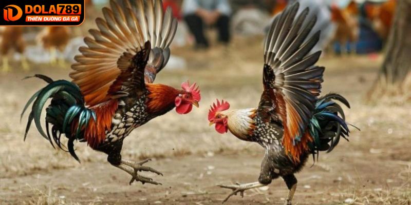 Hướng dẫn chi tiết luật chơi đá gà Thomo