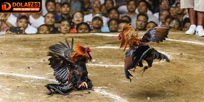 Kinh nghiệm chơi đá gà thomo nâng cao tỷ lệ thắng cược