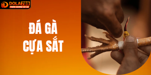 Chơi Đá Gà Cựa Sắt Cực Gắt Trên DOLA789 Mỗi Ngày