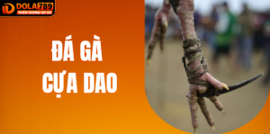 Đá Gà Cựa Dao DOLA789 - Kèo Máu Chiến Cho Dân Cược Gan Lì