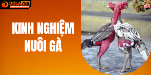 Chia Sẻ Kinh Nghiệm Nuôi Gà Chiến Mọi Kèo Tại DOLA789