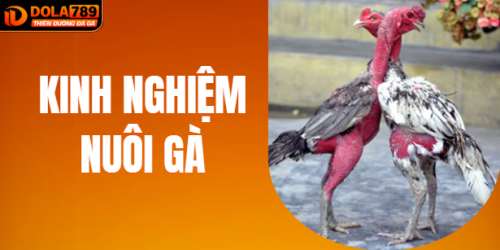 Chia Sẻ Kinh Nghiệm Nuôi Gà Chiến Mọi Kèo Tại DOLA789