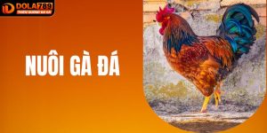 Bí Kíp Nuôi Gà Đá Sung Mãn, Bách Chiến Bách Thắng