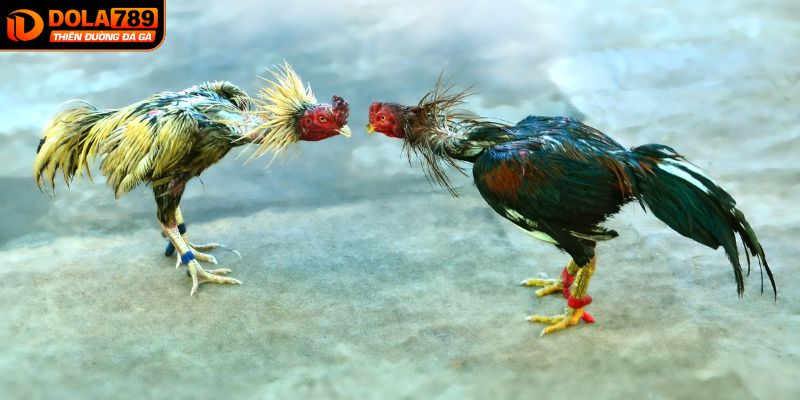 Quy trình chuẩn bị trước khi nuôi gà đá