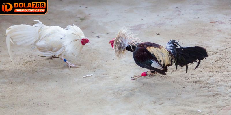 Một chế độ dinh dưỡng phù hợp với chiến kê