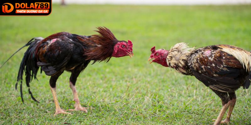 Lỗi hay gặp nhất khi nuôi gà đá